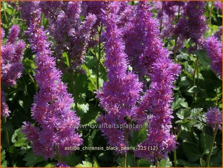 Astilbe chinensis 'Black Pearls' | Pluimspirea, Spirea, Prachtspirea | Chinesische Prachtspiere | Chinese Astilbe