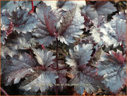 Astilbe 'Dark Side of the Moon' | Pluimspirea, Spirea, Prachtspirea | Prachtspiere | Astilbe
