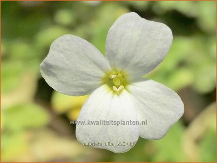 Aubrieta 'Alba' | Blauwkussen, Randjesbloem | Blaukissen | Aubrietia
