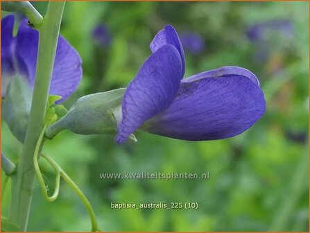 Baptisia australis | Valse indigo, Indigolupine | S&uuml;dliche F&auml;rberh&uuml;lse | Blue Wild Indigo