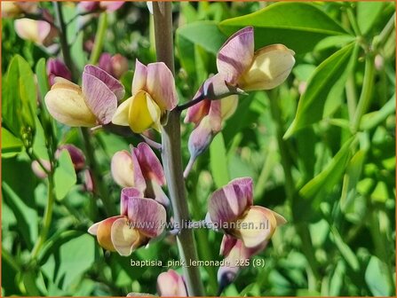 Baptisia 'Pink Lemonade' | Valse indigo, Indigolupine | F&auml;rberh&uuml;lse | False Indigo