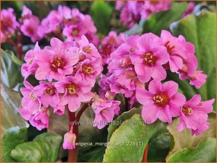 Bergenia 'Morgenr&ouml;te' | Schoenlappersplant, Olifantsoor | Bergenie | Elephant's Ears