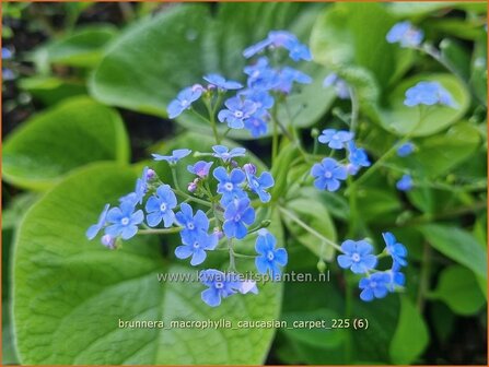 Brunnera macrophylla 'Caucasian Carpet' | Kaukasische vergeet-mij-nietje, Balkan vergeet-mij-nietje, Vast vergeet-mij