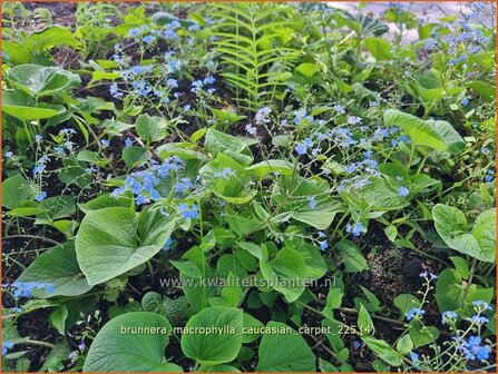 Brunnera macrophylla 'Caucasian Carpet' | Kaukasische vergeet-mij-nietje, Balkan vergeet-mij-nietje, Vast vergeet-mij