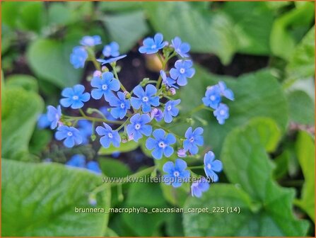 Brunnera macrophylla 'Caucasian Carpet' | Kaukasische vergeet-mij-nietje, Balkan vergeet-mij-nietje, Vast vergeet-mij