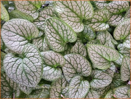 Brunnera macrophylla 'Mega Heart' | Kaukasische vergeet-mij-nietje, Balkan vergeet-mij-nietje, Vast vergeet-mij-nietj