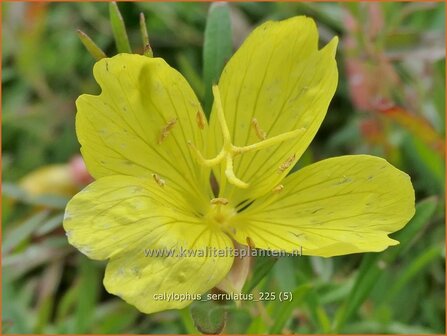 Calylophus serrulatus | Strauchige Nachtkerze | Shrubby Evening Primrose