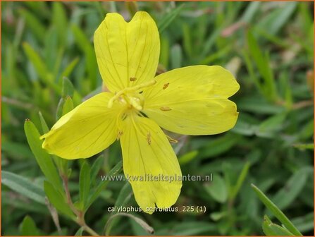 Calylophus serrulatus | Strauchige Nachtkerze | Shrubby Evening Primrose