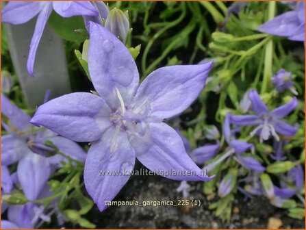 Campanula garganica | Garganoklokje, Klokjesbloem, Klokje | Polster-Glockenblume | Adriatic Bellflower