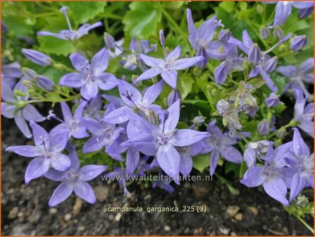 Campanula garganica | Garganoklokje, Klokjesbloem, Klokje | Polster-Glockenblume | Adriatic Bellflower