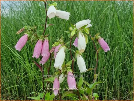 Campanula punctata | Klokjesbloem, Klokje | Gepunktete Glockenblume | Spotted Bellflower