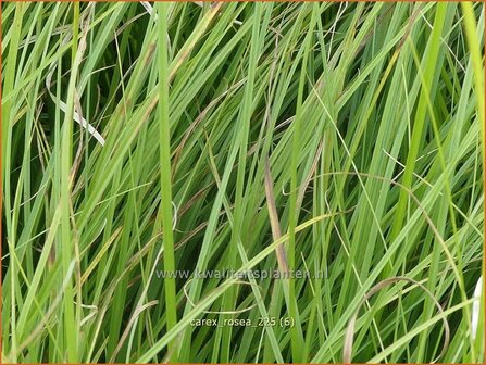 Carex rosea | Zegge | Segge | Rosy Sedge