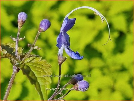 Caryopteris divaricata | Blauwe spirea, Blauwbaard, Baardbloem | Bartblume | Heavenly Blue