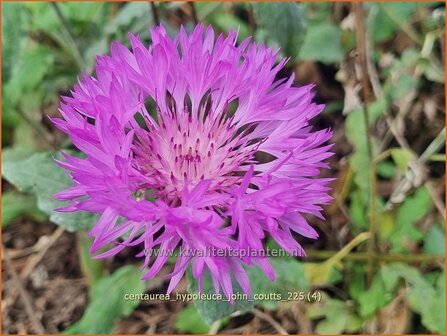 Centaurea hypoleuca 'John Coutts' | Korenbloem, Centaurie | Wei&szlig;filzige Flockenblume | Turkish Cornflower