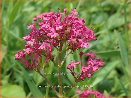 Centranthus ruber 'Pretty Betsy' | Rode spoorbloem, Spoorbloem, Rode valeriaan | Spornblume | Spur Valerian