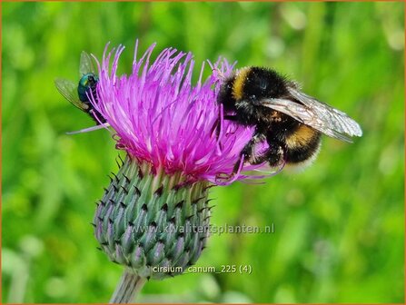 Cirsium canum | Grijze vederdistel, Paarse vederdistel, Vederdistel | Graue Kratzdistel | Queen Anne's thistle