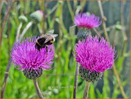 Cirsium canum | Grijze vederdistel, Paarse vederdistel, Vederdistel | Graue Kratzdistel | Queen Anne's thistle