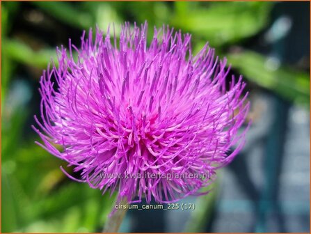 Cirsium canum | Grijze vederdistel, Paarse vederdistel, Vederdistel | Graue Kratzdistel | Queen Anne's thistle