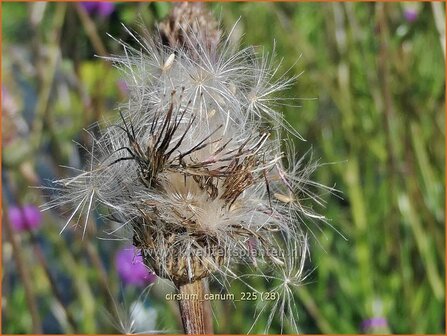 Cirsium canum | Grijze vederdistel, Paarse vederdistel, Vederdistel | Graue Kratzdistel | Queen Anne's thistle