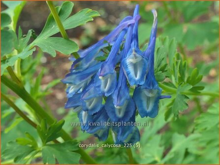 Corydalis calycosa | Helmbloem | Lerchensporn | Corydalis