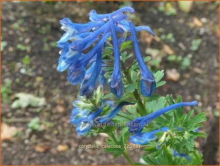 Corydalis calycosa | Helmbloem | Lerchensporn | Corydalis