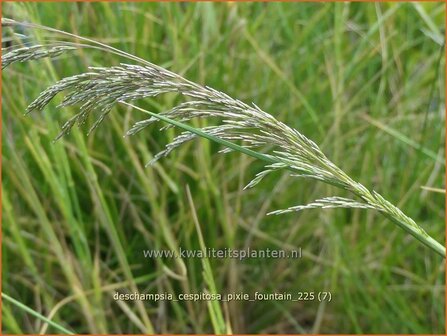 Deschampsia cespitosa 'Pixie Fountain' | Ruwe smele, Smele | Waldschmiele | Tufted Hair Grass