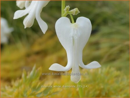 Dicentra 'White Diamonds' | Gebroken hartje, Tranend hartje, Mariatranen | Herzblume | Bleeding Heart