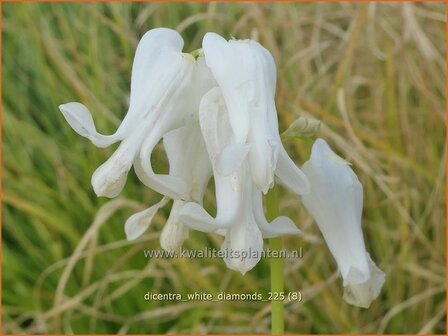 Dicentra 'White Diamonds' | Gebroken hartje, Tranend hartje, Mariatranen | Herzblume | Bleeding Heart