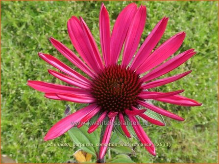Echinacea purpurea 'Sensation Wild Romance' | Zonnehoed, Rode zonnehoed | Sonnenhut | Coneflower