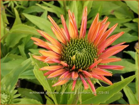 Echinacea purpurea 'Sunseekers Pumpkin Pie' | Zonnehoed, Rode zonnehoed | Sonnenhut | Coneflower