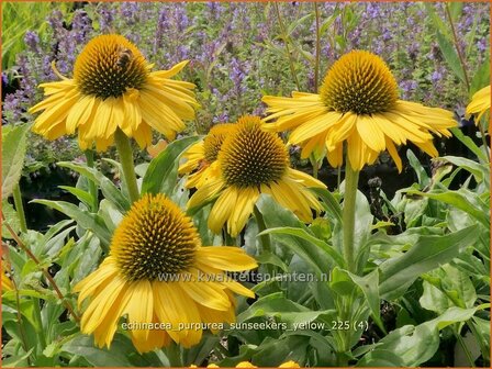 Echinacea purpurea 'Sunseekers Yellow' | Zonnehoed, Rode zonnehoed | Sonnenhut | Coneflower
