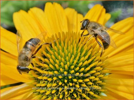 Echinacea purpurea 'Sunseekers Yellow' | Zonnehoed, Rode zonnehoed | Sonnenhut | Coneflower