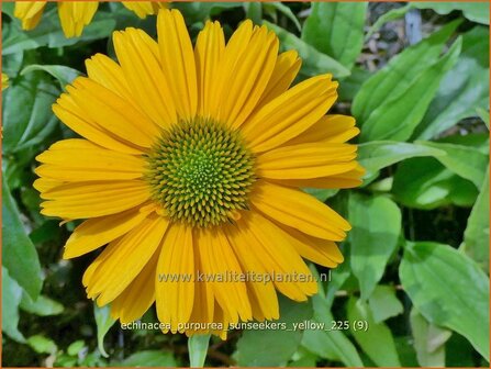 Echinacea purpurea 'Sunseekers Yellow' | Zonnehoed, Rode zonnehoed | Sonnenhut | Coneflower