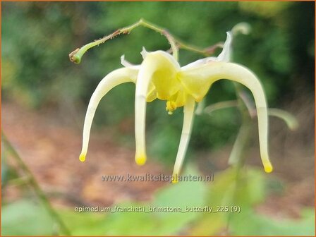 Epimedium franchetii 'Brimstone Butterfly' | Elfenbloem | Elfenblume | Barrenwort