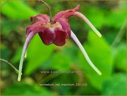 Epimedium 'Red Maximum' | Elfenbloem | Elfenblume | Barrenwort