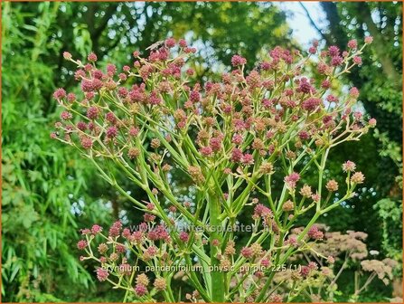 Eryngium pandanifolium 'Physic Purple' | Reuze zeedistel, Kruisdistel, Blauwe distel | Riesen-Mannstreu | Giant&nbsp;Sea 