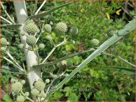 Eryngium paniculatum | Kruisdistel, Blauwe distel | Mannstreu | Giant Holly