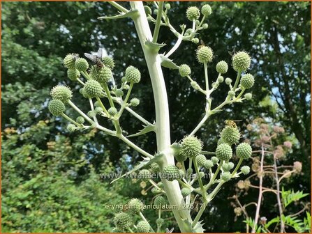 Eryngium paniculatum | Kruisdistel, Blauwe distel | Mannstreu | Giant Holly