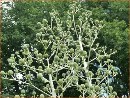 Eryngium paniculatum | Kruisdistel, Blauwe distel | Mannstreu | Giant Holly