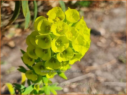 Euphorbia characias 'Purple and Gold' | Vroege wolfsmelk, Zuidelijke wolfsmelk, Mediterrane wolfsmelk, Wolfsmelk | Pa
