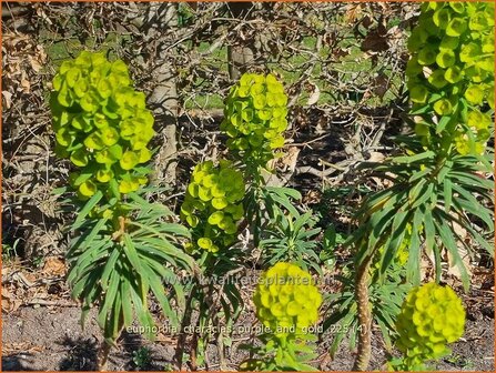 Euphorbia characias 'Purple and Gold' | Vroege wolfsmelk, Zuidelijke wolfsmelk, Mediterrane wolfsmelk, Wolfsmelk | Pa