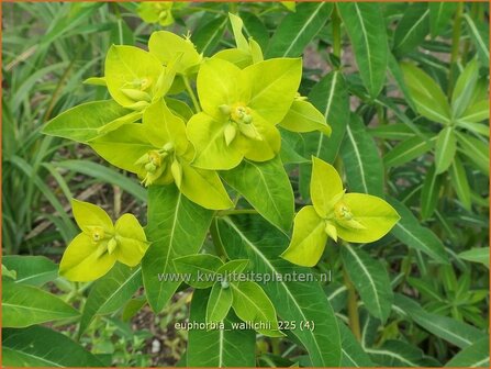 Euphorbia wallichii | Wolfsmelk | Wallichs Spurge | Wallich Spurge