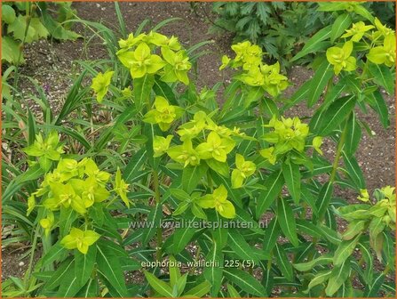 Euphorbia wallichii | Wolfsmelk | Wallichs Spurge | Wallich Spurge