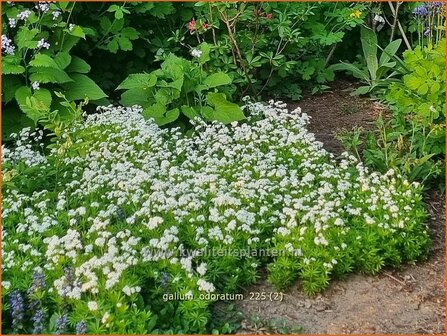 Galium odoratum | Lievevrouwebedstro, Walstro | Echter Waldmeister | Sweet Woodruff