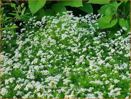 Galium odoratum | Lievevrouwebedstro, Walstro | Echter Waldmeister | Sweet Woodruff