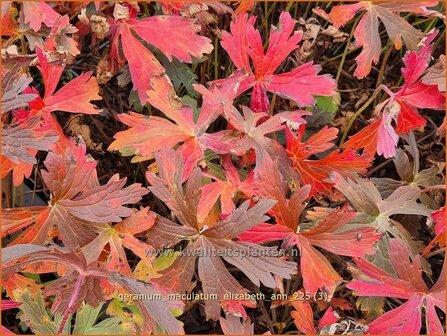 Geranium maculatum 'Elizabeth Ann' | Gevlekte ooievaarsbek, Ooievaarsbek, Tuingeranium, Geranium | Amerikanischer Sto