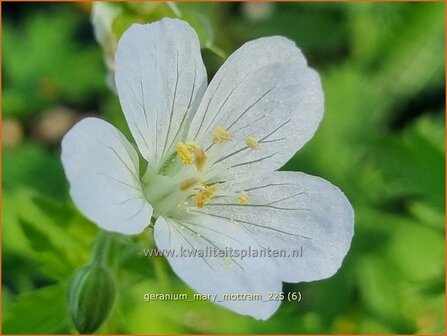 Geranium 'Mary Mottram' | Ooievaarsbek, Tuingeranium, Geranium | Storchschnabel | Cranesbill