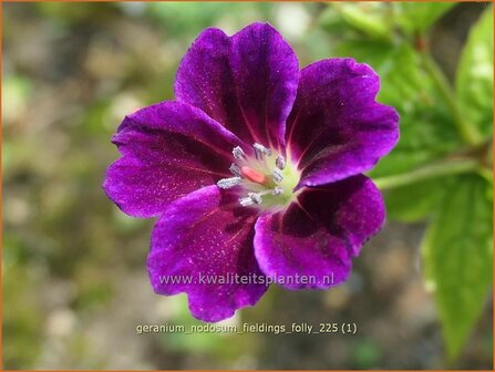 Geranium nodosum 'Tony's Talisman' | Knopige ooievaarsbek, Ooievaarsbek, Tuingeranium, Geranium | Bergwald