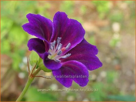Geranium nodosum 'Tony's Talisman' | Knopige ooievaarsbek, Ooievaarsbek, Tuingeranium, Geranium | Bergwald