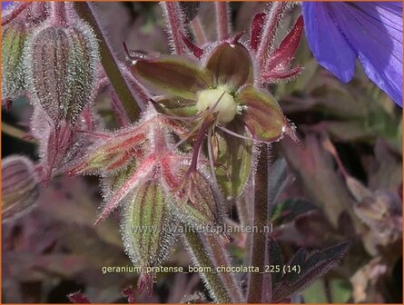 Geranium pratense 'Boom Chocolatta' | Beemdooievaarsbek, Weideooievaarsbek, Ooievaarsbek, Tuingeranium, Geranium | Wi